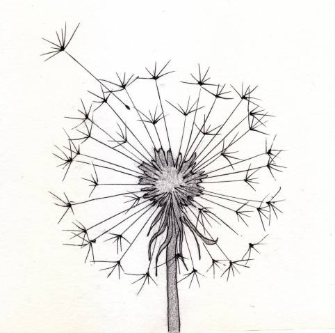 482x478 Easy Simple Rose Drawing Fresh Dandelion Sketch 1 - Rose Sketch Easy