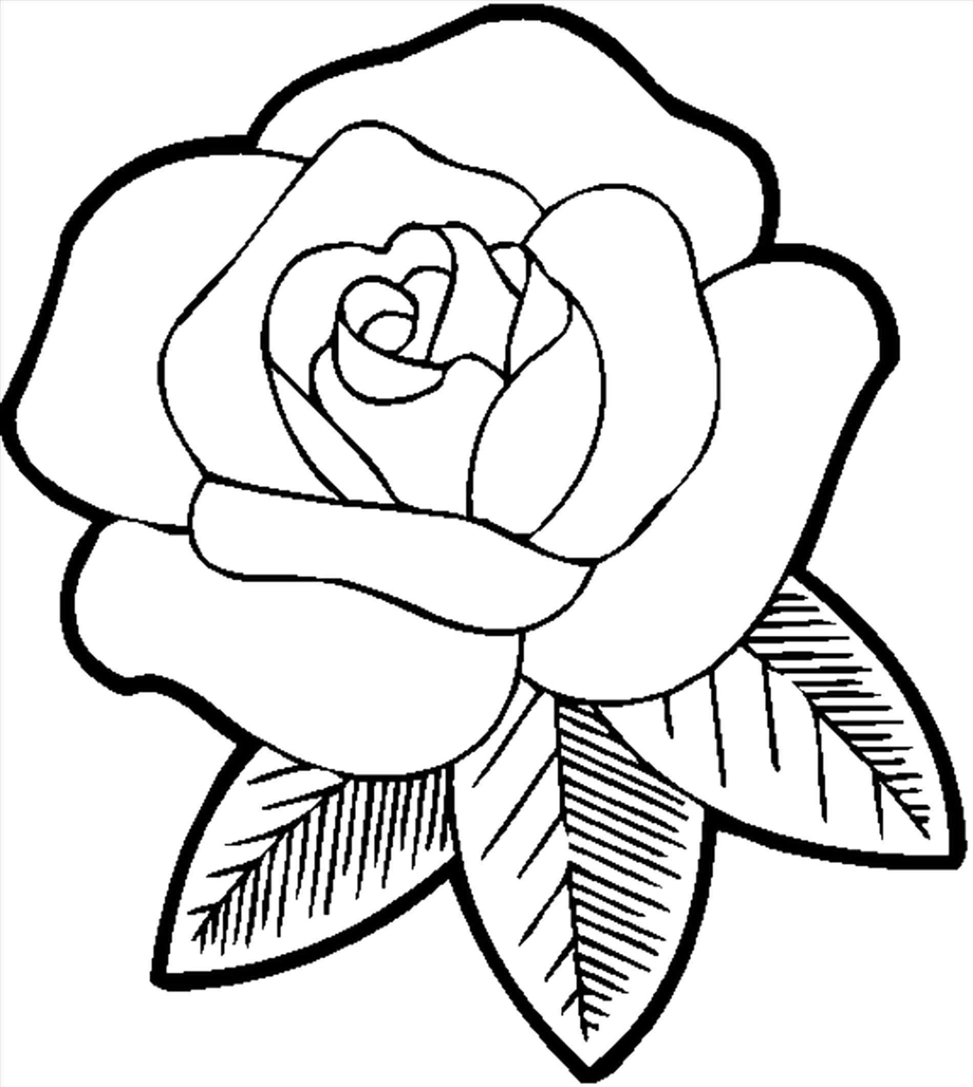 Rose Sketch Easy at Explore