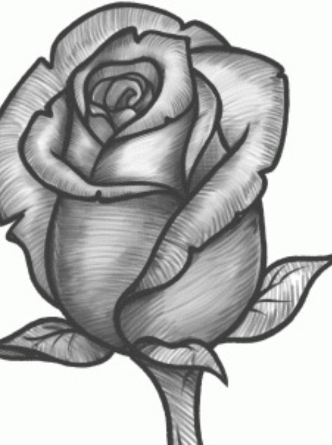 478x640 How To Sketch A Rose - Rose Sketch Easy