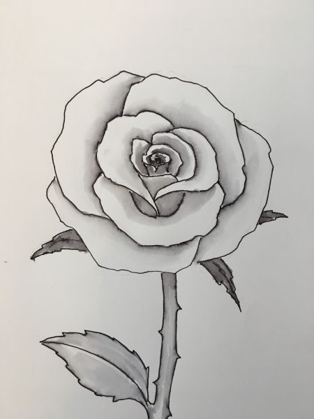 Rose Drawings Burge Bjgmc Tb Org