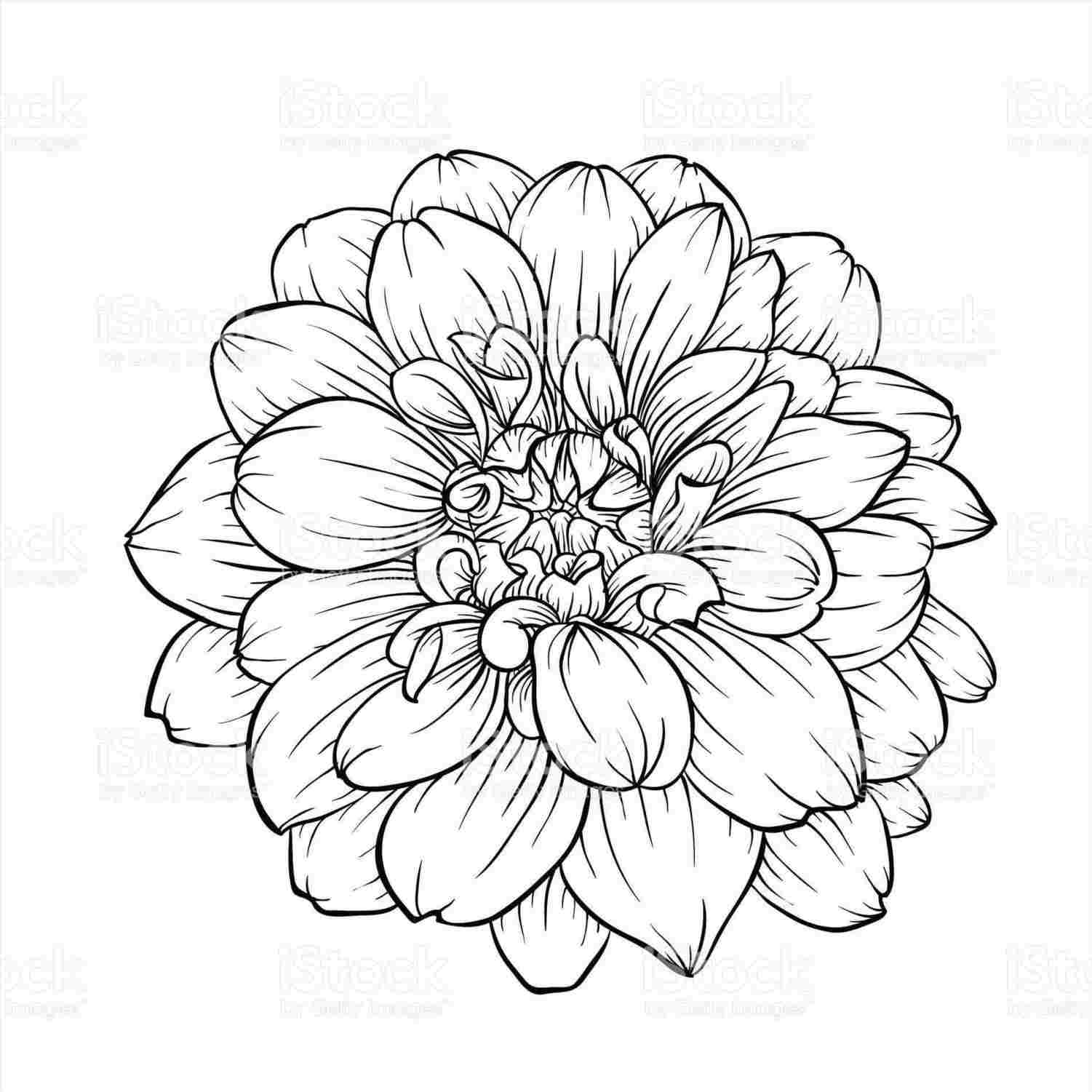 1501x1501 Rose Sketch You Will Enjoy - Rose Sketch Easy
