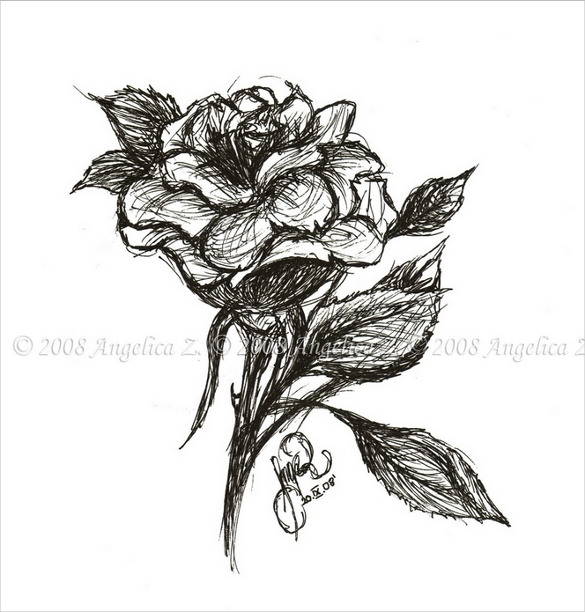 585x612 Drawn Rose Sketch - Rose Sketch Easy