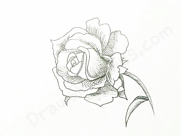600x450 How To Draw A Rose In 16 Easy And Detailed Steps With (Pictures) - Rose Sketch Easy Step By Step