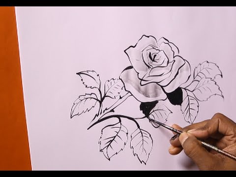 480x360 50 Easy Ways To Draw A Rose - Rose Sketch Easy Step By Step