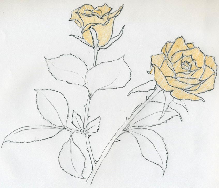 847x729 Rose Sketch You Will Enjoy - Rose Sketch Easy Step By Step