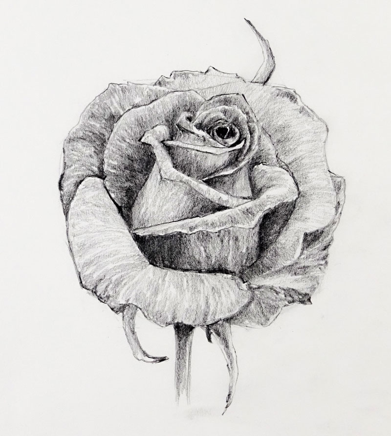 800x891 How To Draw A Rose - Rose Sketch Images