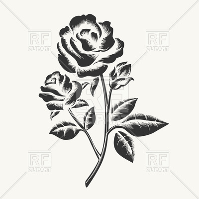 400x400 Rose - Rose Sketch Images