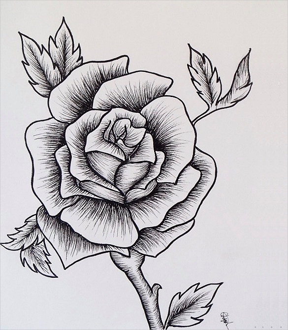 585x670 Rose Drawing Free Amp Premium Templates - Rose Sketch Images