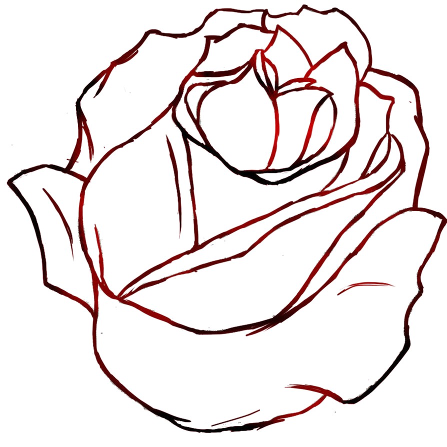 894x894 Rose Pictures Drawing 51 15 Realistic Outline - Rose Sketch Outline