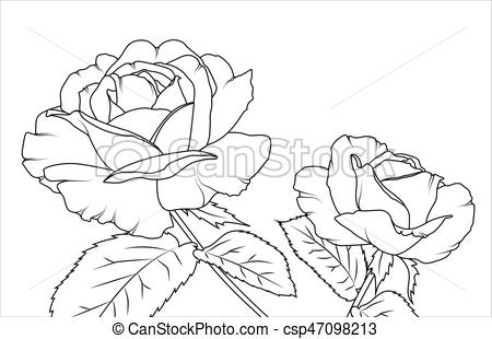 450x310 Rose Flowers Draft Sketch Outline Hand Drawing. Bloom, Blossom - Rose Sketch Outline