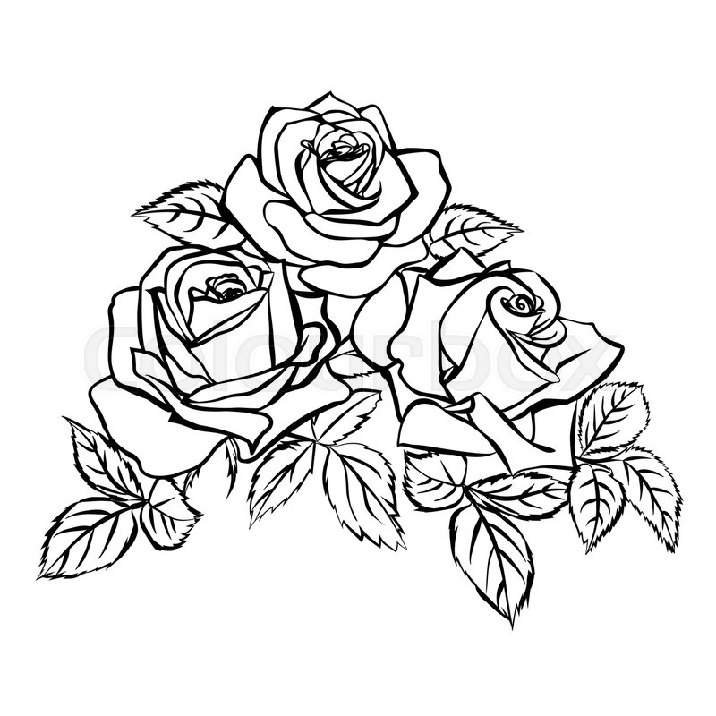 800x800 Rose Sketch. Black Outline On White Background. Vector - Rose Sketch Outline