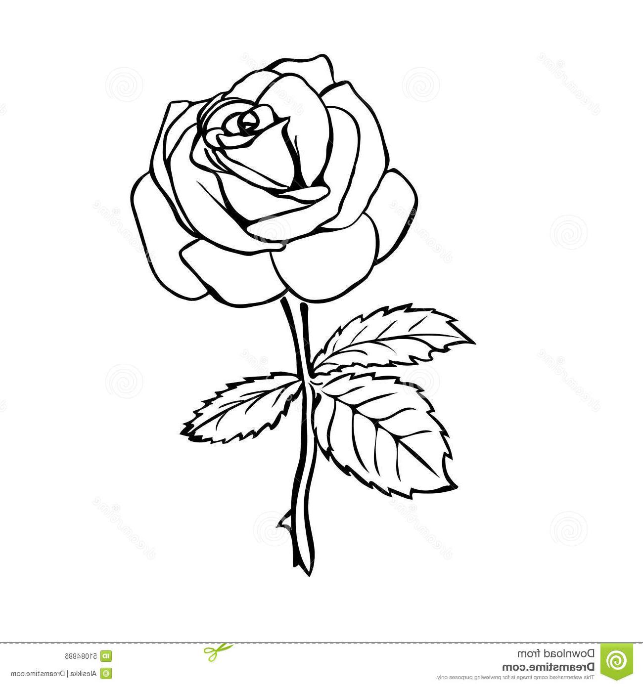 Rose Sketch Outline At Paintingvalley Com Explore Collection Of