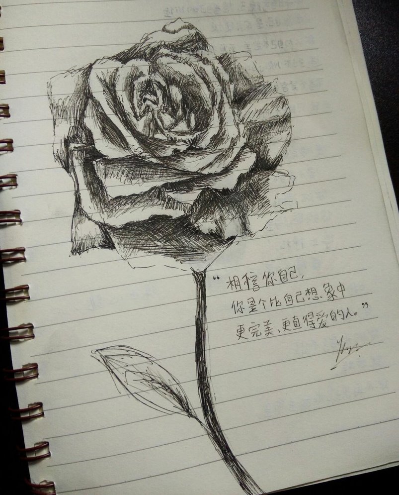 803x995 Pen Sketch - Rose Sketch Pen