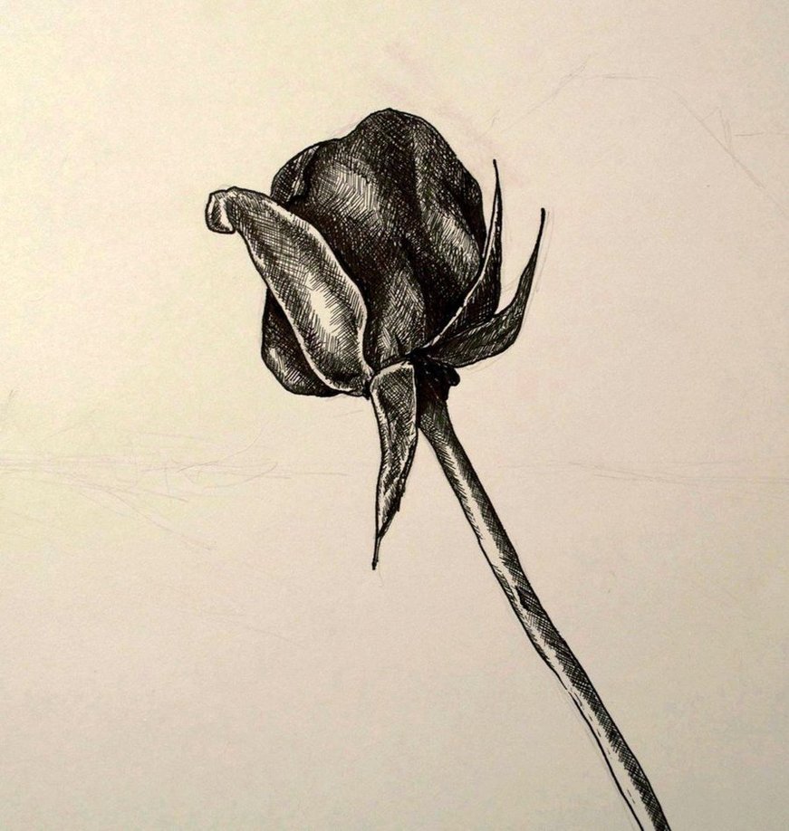 871x918 Pen And Ink Drawing Of A Rose By Justindonnelson - Rose Sketch Pen