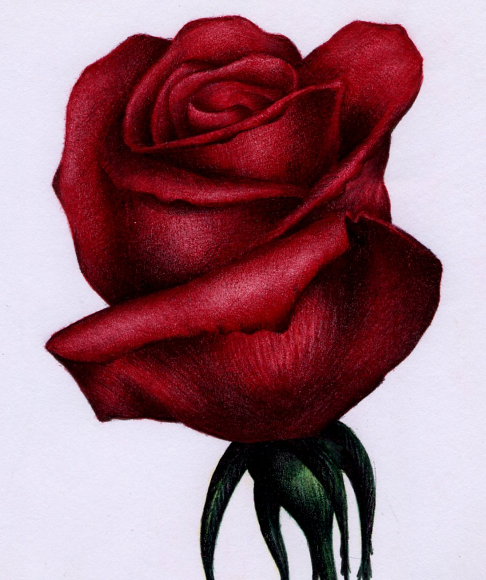 957x1142 Red Rose Sketch - Rose Sketch Pen