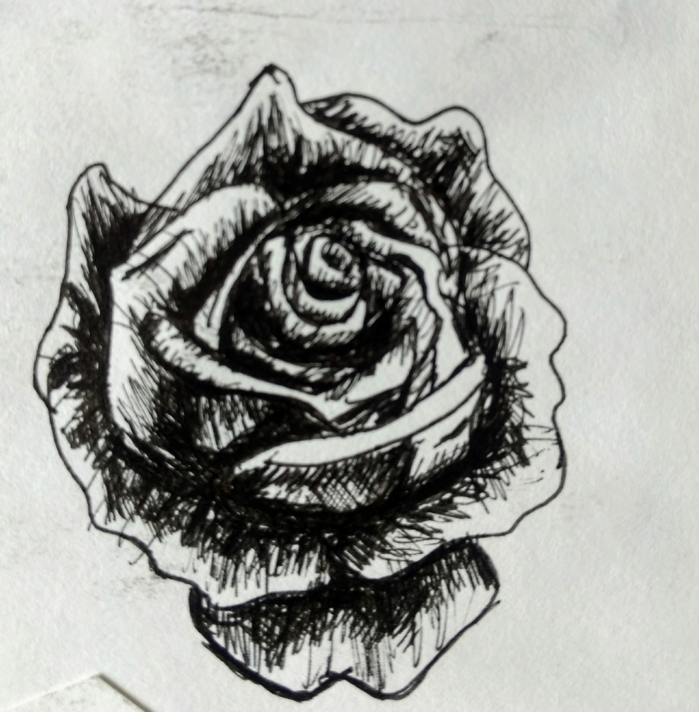 2345x2390 Rose Pen Drawing - Rose Sketch Pen