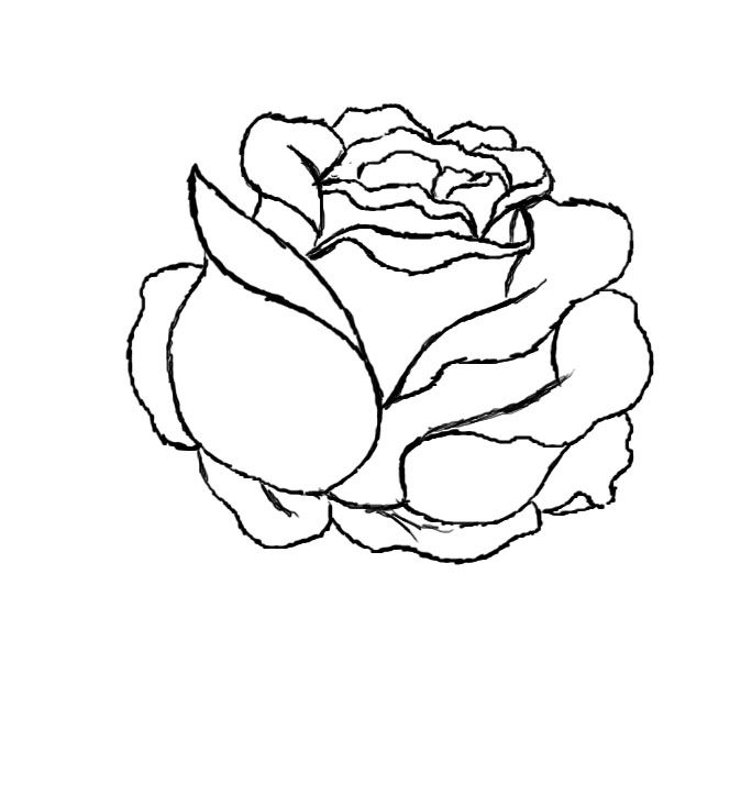 684x733 How To Draw A Red Rose 9 Steps - Rose Sketch Step By Step