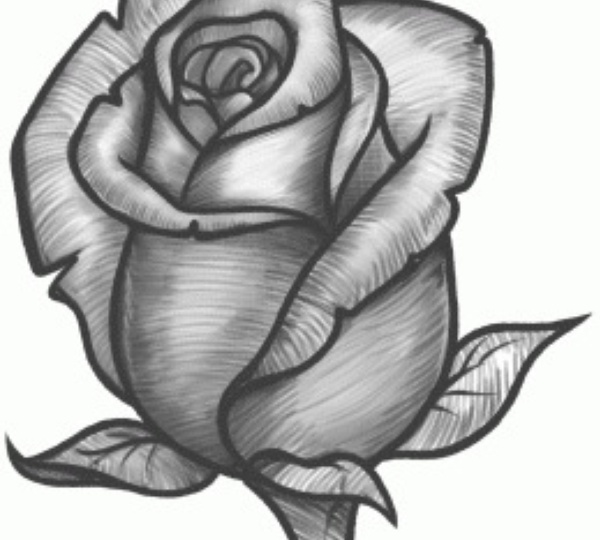 600x540 How To Sketch A Rose - Rose Sketch Step By Step