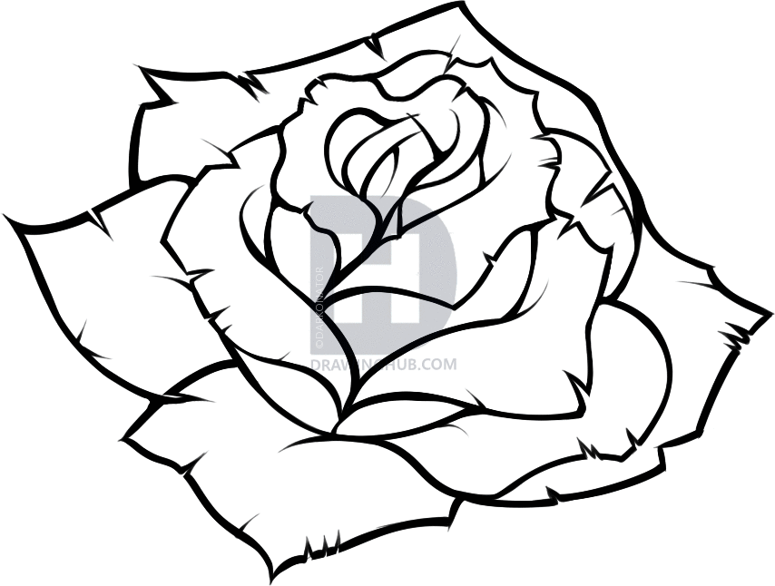 854x646 How To Draw A Blue Rose, Step By Step, Drawing Guide, By - Rose Sketch Step By Step