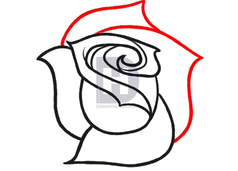 1002x720 How To Sketch A Rose, Step By Step, Drawing Guide, By Darkonator - Rose Sketch Step By Step