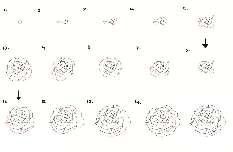 900x587 How To Draw A Flower - Rose Sketch Tutorial