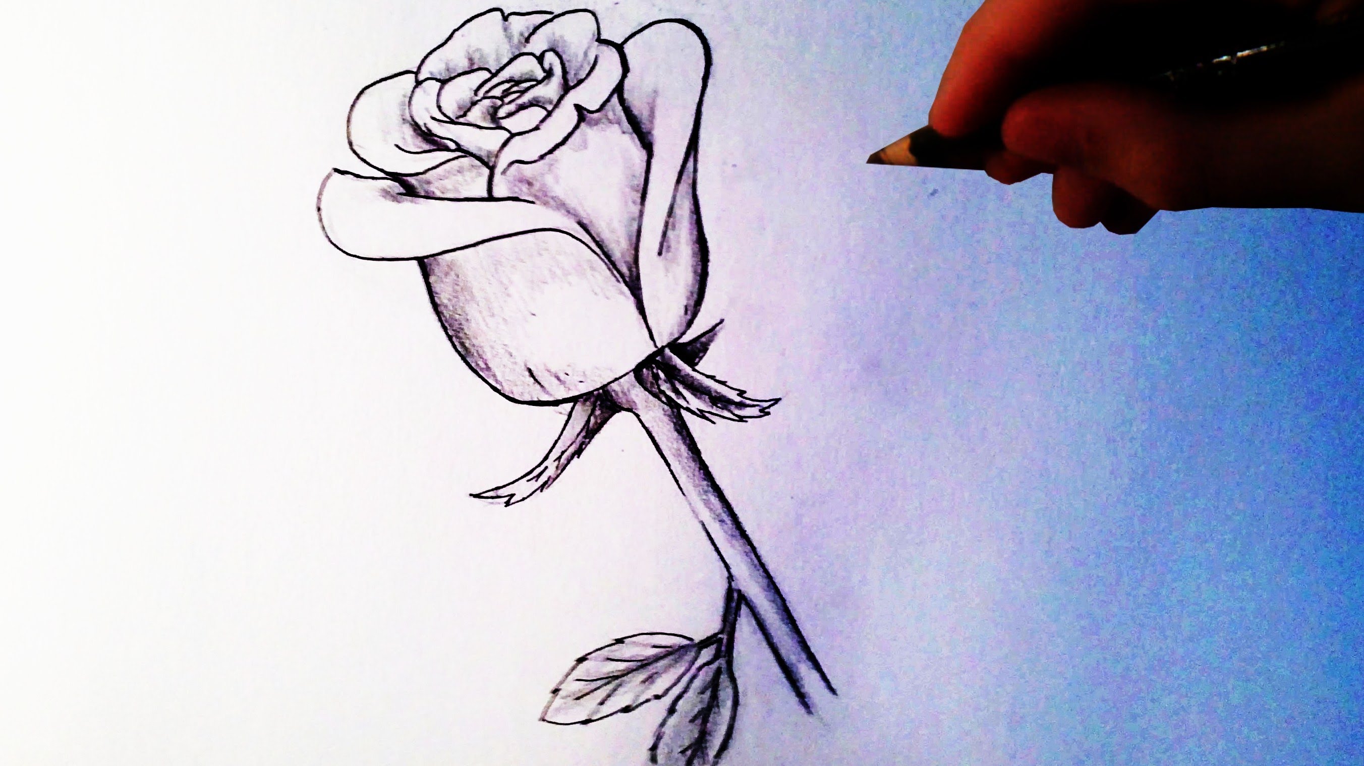 2704x1519 How To Draw A Rose - Rose Sketch Tutorial