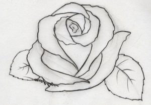 300x210 Rose Sketch Beginner How To Sketch A Rose Stepstep Tutorial For - Rose Sketch Tutorial