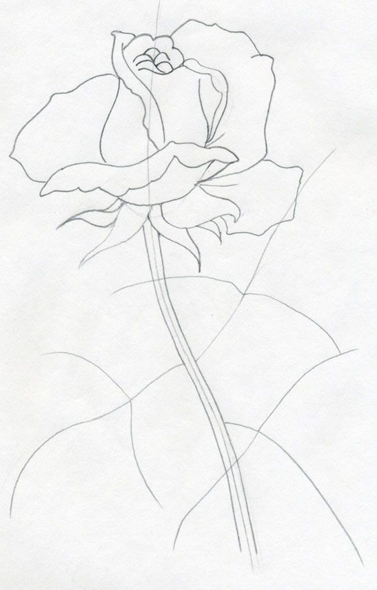 547x857 Very Simple How To Draw A Rose Step By Step Tutorial - Rose Sketch Tutorial