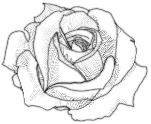 500x411 Drawing Of Rose - Rose Sketch Tutorial
