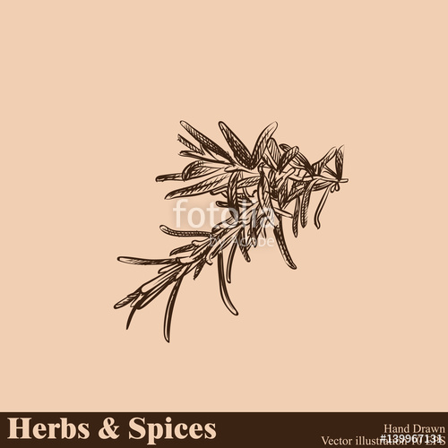 500x500 Hand Drawn Rosemary Isolated On Beige Background. Herbs And Spices - Rosemary Sketch