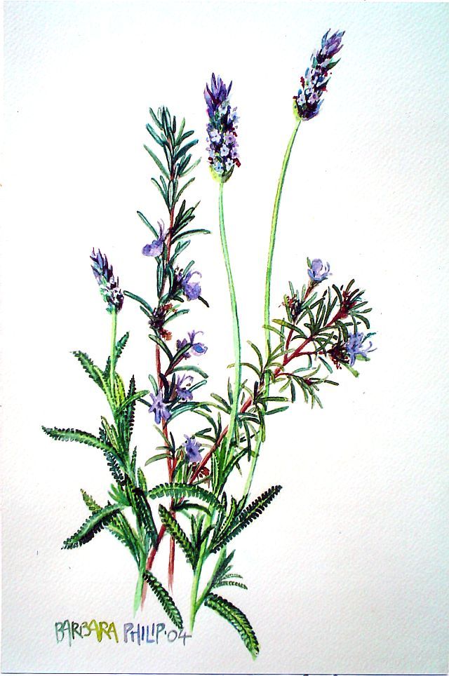 640x964 Lavender Amp Rosemary Barbara Philip - Rosemary Sketch