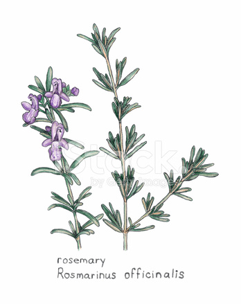 348x439 Rosemary, Rosmarnis Officinalis, Botanical Drawing In Colored Pe - Rosemary Sketch