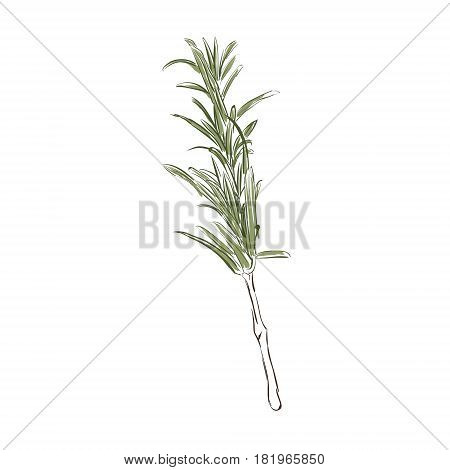 450x470 Rosemary Herb Vector Photo Stock - Rosemary Sketch