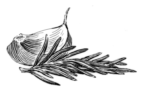 500x324 Rosemary Amp Garlic Sketch.jpg Bascomfamilyfarms - Rosemary Sketch