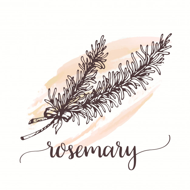 626x625 Rosemary Branch Sketch. Vector Premium Download - Rosemary Sketch