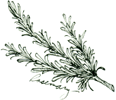 165x142 Rosemary For Remembrance - Rosemary Sketch