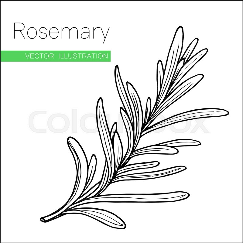 800x800 Rosemary Hand Drawn Sketch Isolated On White. Vector Illustration - Rosemary Sketch
