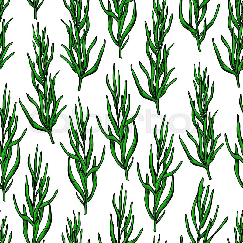 800x800 Rosemary Vector Drawing Seamless Pattern. Isolated Plant With - Rosemary Sketch