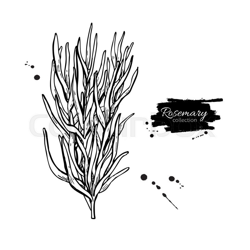800x800 Rosemary Vector Drawing. Isolated Rosemary Plant With Leaves - Rosemary Sketch