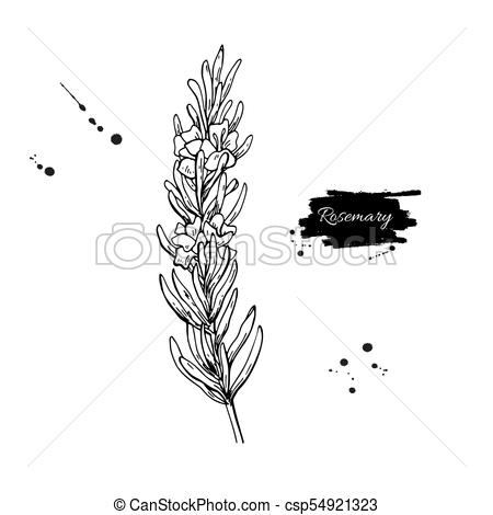 450x470 Rosemary Vector Drawing. Hand Drawn Blooming Herb Sketch. Engraved - Rosemary Sketch