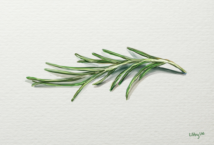 750x509 September 16th - Rosemary Sketch