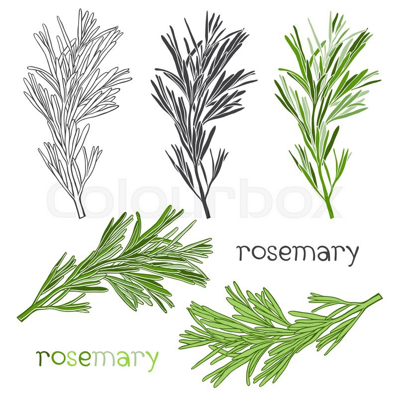 800x800 Set Of Rosemary Isolated On White Background. Hand Drawn Vector - Rosemary Sketch