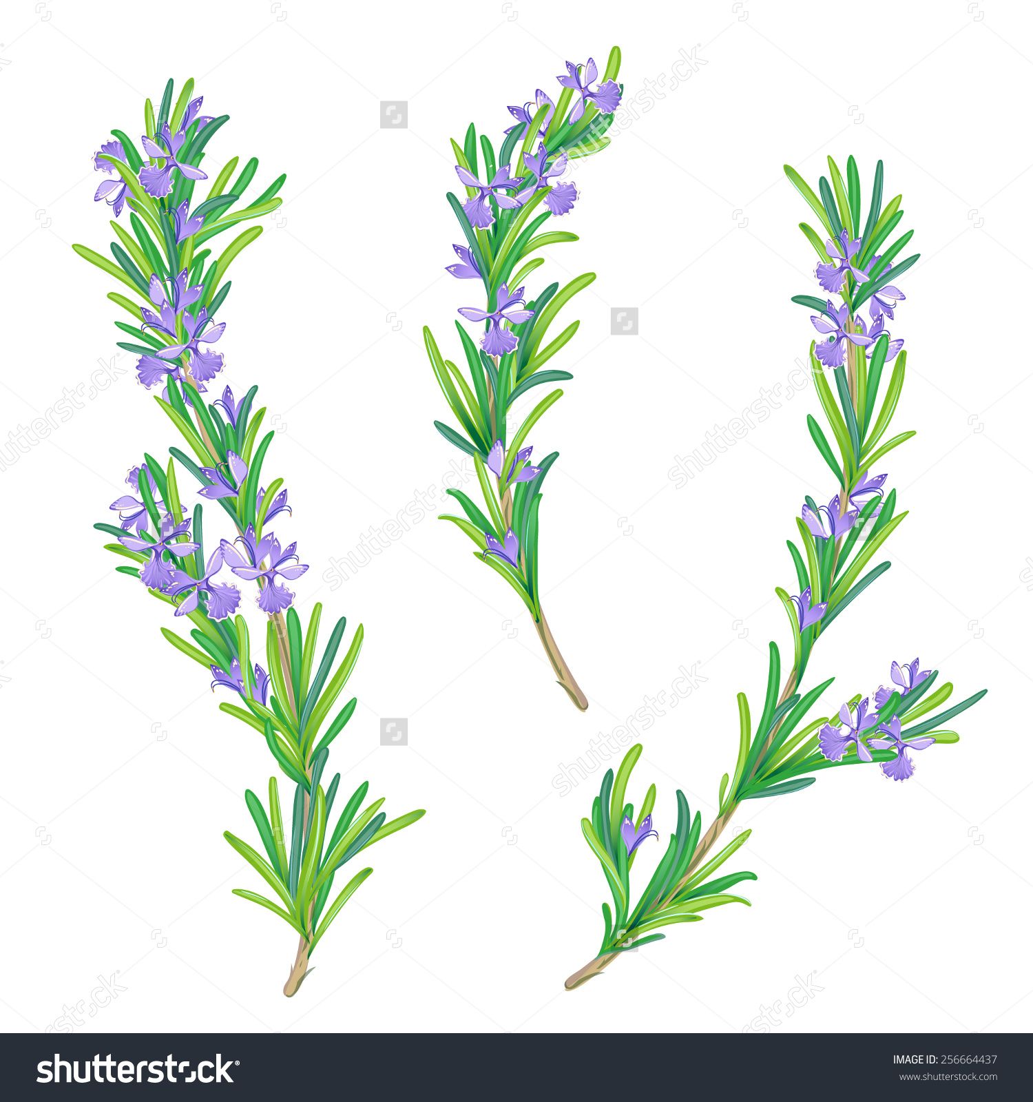 1500x1600 Drawing Rosemary Flowers - Rosemary Sketch
