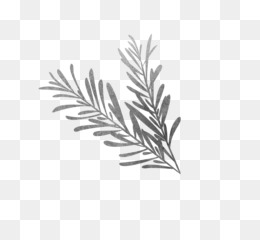 260x240 Free Download Black And White Drawing Rosemary Sketch - Rosemary Sketch