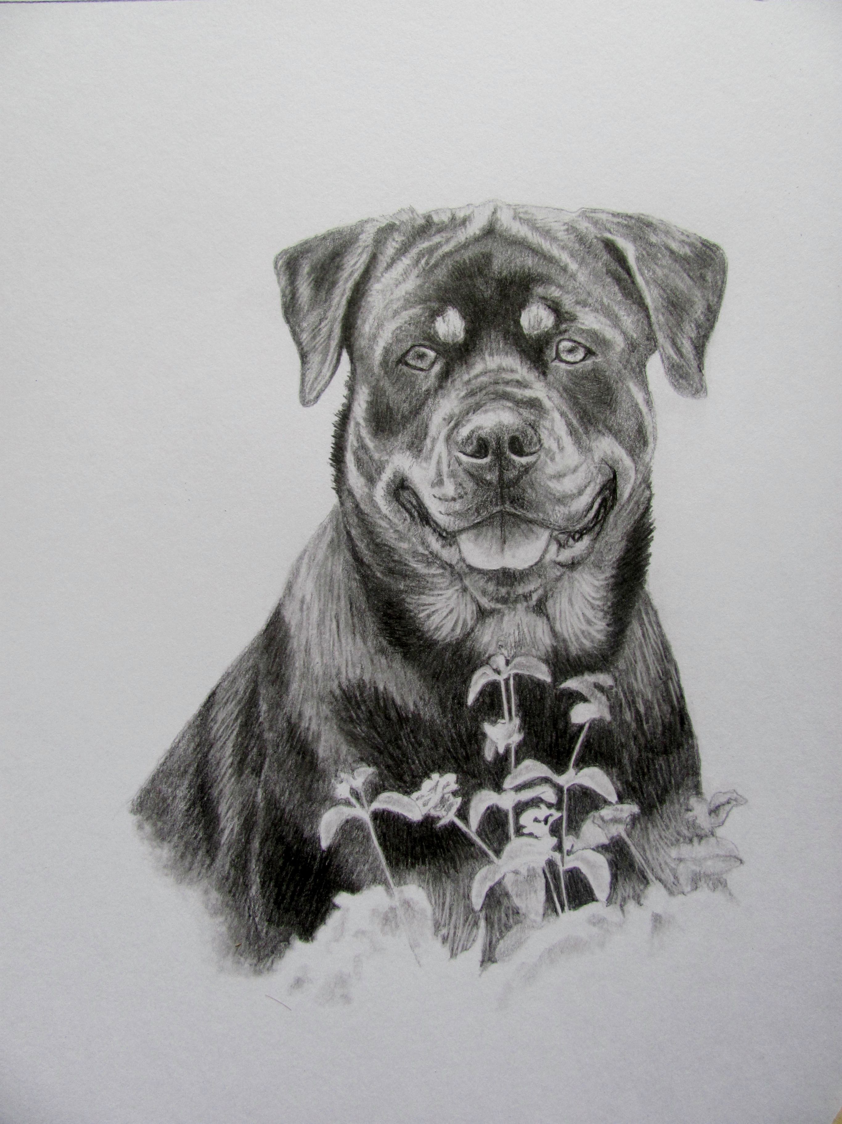 2732x3646 Pin By Michelle Mann On Sketching Drawings - Rottweiler Sketch