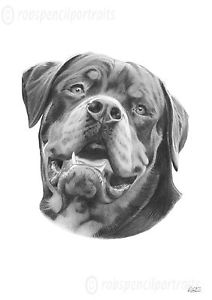 212x300 Rottweiler Rotty Rottie Pencil Drawing Print Art Present For Dog - Rottweiler Sketch
