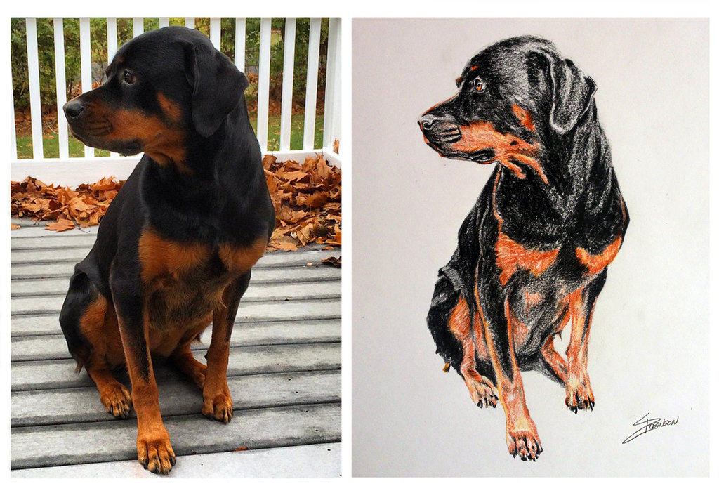 1024x692 Rottweiler Dog Sketch By Chrisrobinsonsart - Rottweiler Sketch