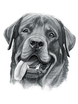 300x400 Rottweiler Drawing Print Picture. Mo T Vational - Rottweiler Sketch