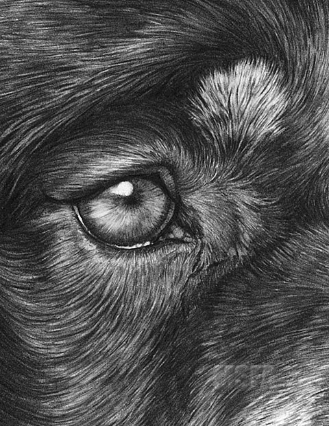 480x620 Rottweiler Large Superb Quality Giclee Print By Mike Sibley (Brand - Rottweiler Sketch
