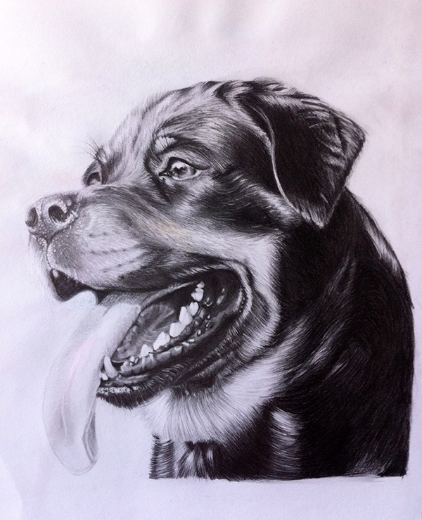 600x739 Rottweiler Portrait On Behance - Rottweiler Sketch